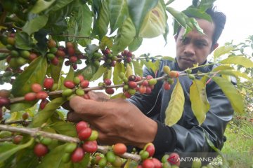 Panen kopi khas Solok