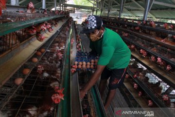 PT PPI terus jalankan penyerapan ayam hidup dari peternak mandiri