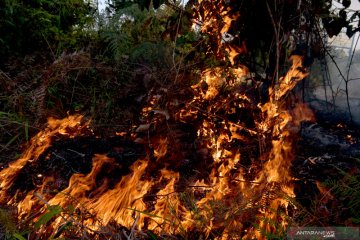 Kebakaran hutan-lahan telah meliputi area seluas 657 hektare di Riau