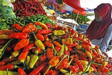 Harga Cabe Rawit Naik