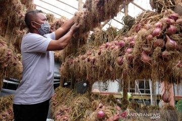 Budi daya bawang merah Bima Brebes