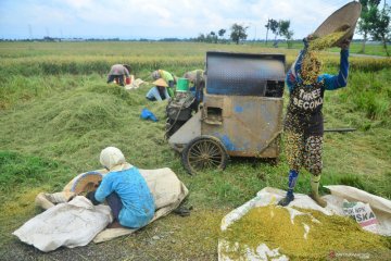 Dirut Bulog: Kami utamakan serap beras dalam negeri sebelum impor