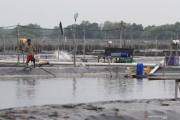 Rencana revitalisasi tambak udang