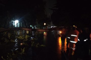 Damkar Jakarta Timur evakuasi pohon tumbang di Cijantung