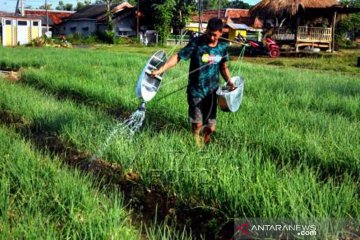 Harga Bawang Merah Turun
