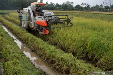 Petani berharap pemerintah serap gabah secara maksimal