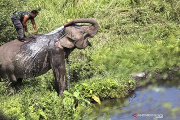 Penanganan konflik gajah dengan warga di Bener Meriah