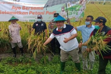 ACT beli gabah petani Blora dengan harga di atas pasaran