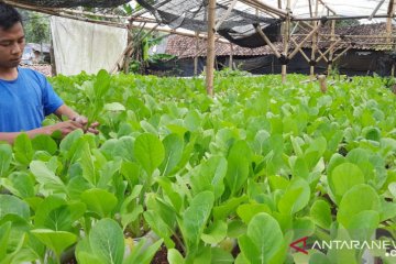 Jamkrindo fokus bangkitkan UMKM Sukabumi di tengah pandemi COVID-19