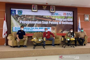 Pemprov Babel dan BNI sepakati kerja sama penggemukan sapi potong