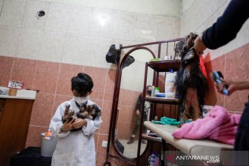 Bocah 7 tahun terima jasa mandikan anjing demi cita-cita menjadi dokter hewan