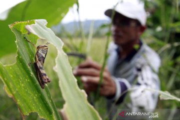 Belasan petugas dikerahkan atasi serangan hama belalang Sumba Tengah