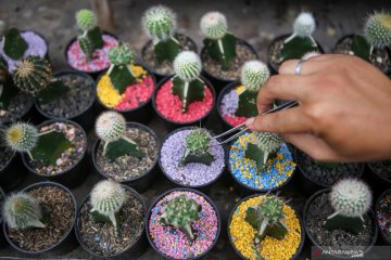 Budi daya tanaman kaktus