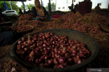 Harga bawang merah naik akibat stok berkurang