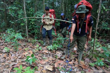 Pembersihan jerat di Kawasan Ekosistem Leuser