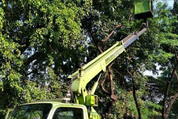 Bahayakan warga, Pemkot Jakarta Selatan pangkas pohon rawan tumbang