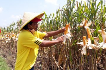 Kemenko Perekonomian: Harga jagung tinggi karena produksi tidak stabil