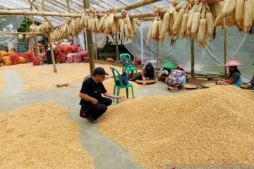 Pemkab Garut pertahankan daerah utara sebagai penghasil jagung