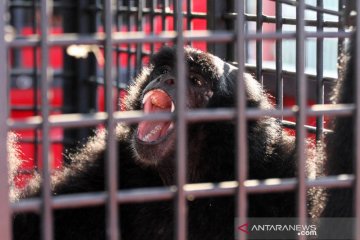 Rehabilitasi siamang di Aceh Utara