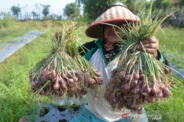 Harga Bawang di Tingkat PetaniI Membaik