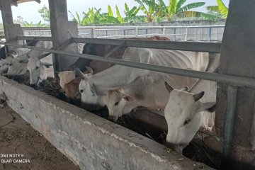 Akademisi sarankan manfaatkan pulau terluar untuk ternak sapi-kerbau