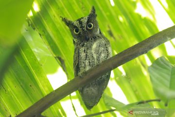 Hoaks! Kemunculan burung hantu biru asal Norwegia