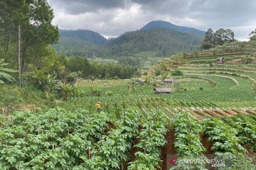 FAO: Restorasi hutan bantu pulihkan kesehatan dan kesejahteraan