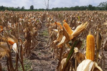 Pertani: "Corporate farming" jagung menjaga kesejahteraan petani