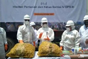 Badan Karantina Pertanian musnahkan 108 ton jahe impor