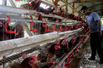 Akademisi prediksi pasokan ayam masih berlebih tahun ini