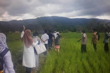 Pemerintah berupaya pertahankan lahan sawah untuk kestabilan pangan