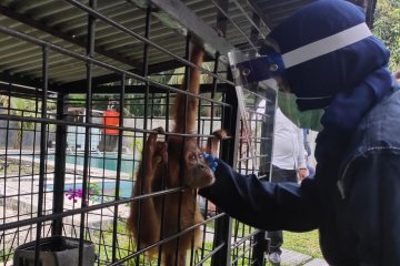 Orangutan yang disita di Binjai dibawa ke pusat rehabilitasi
