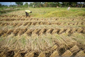 DPRD Sulteng menolak keras rencana impor 1 juta ton beras