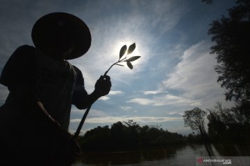 BRGM akan mereboisasi 6.000 hektare hutan bakau di Kalimantan Barat