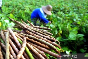 Harga Kacang Hijau Di Pamekasan Naik