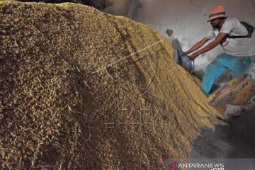 Harga Gabah Turun