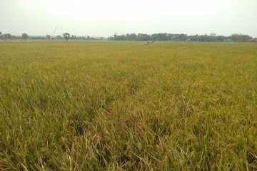Bupati Karawang: Produksi padi melimpah