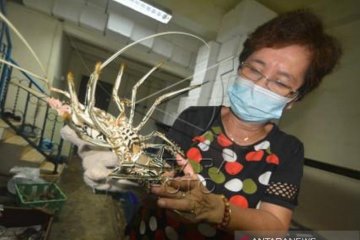 Lobster Kualitas  Ekspor Dari  Mentawai