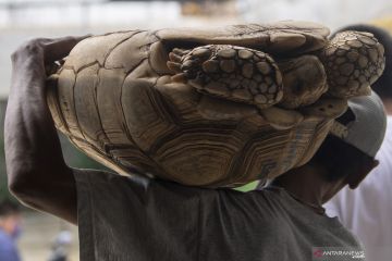 Melihat Penangkaran Kura-Kura Asal Afrika di palembang