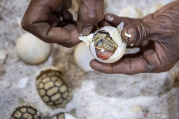 Melihat Penangkaran Kura-Kura Asal Afrika di palembang