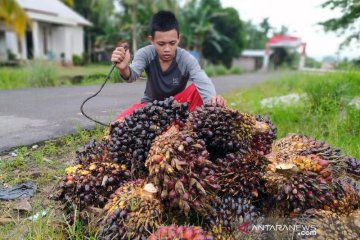 Fitonutrien sawit potensial sumbang ekonomi Indonesia