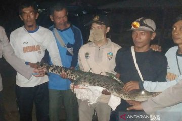 Ditangkap nelayan, buaya muara diamankan BKSDA Gunung Simpang-Cianjur