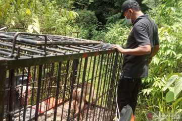 Beruk resahkan warga Agam dilepasliarkan di Hutan SM Malampah Pasaman