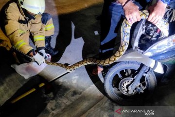 Gulkarmat Jakarta Selatan evakuasi ular sanca dari motor warga