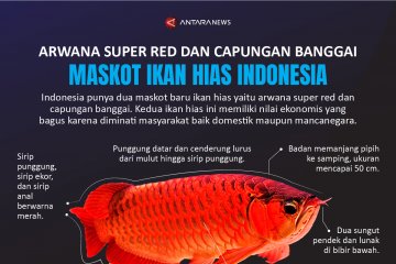 Maskot ikan hias Indonesia