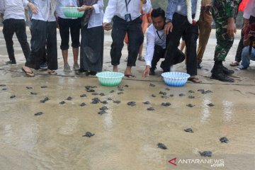 BUMN Lepaskan Tukik di Aceh Besar