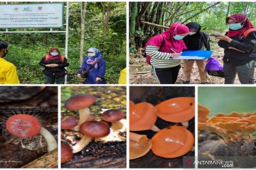 Taman Biodiversitas Hujan Tropis Kalsel miliki ragam jamur makroskopis