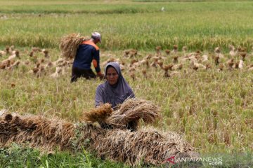 Peluang Ekspor Beras