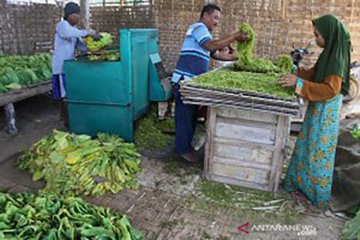 Asosiasi: Pemerintah harus melindungi petani dan industri tembakau