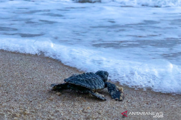 Puluhan tukik dilepas di Pantai Senggigi